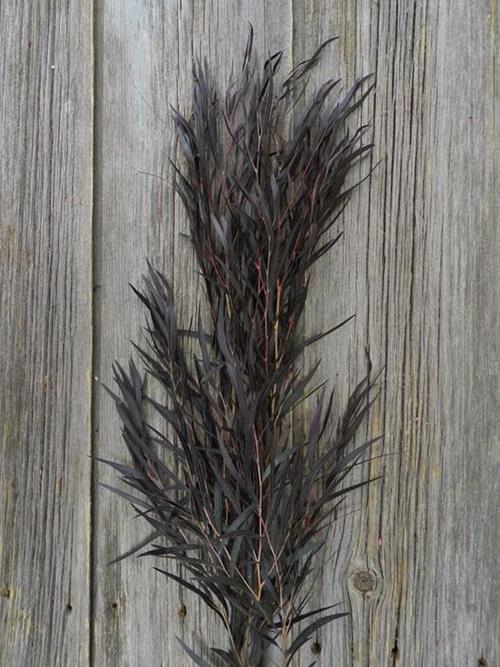 AGONIS AFTER DARK  PURPLE GREENS